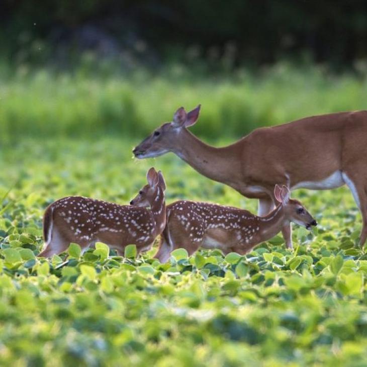 6 WAYS FOR IMPROVING FAWN RECRUITMENT