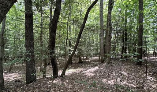 Photo #6 of 3767 Colonial Trail East , Surry, VA 5.9 acres
