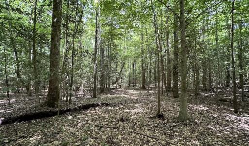 Photo #8 of 3767 Colonial Trail East , Surry, VA 5.9 acres