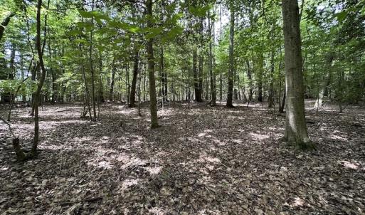 Photo #10 of 3767 Colonial Trail East , Surry, VA 5.9 acres