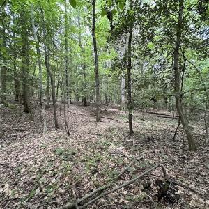 Photo #11 of 3767 Colonial Trail East , Surry, VA 5.9 acres