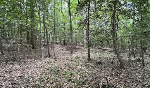 Photo #11 of 3767 Colonial Trail East , Surry, VA 5.9 acres