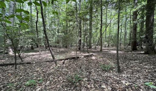 Photo #14 of 3767 Colonial Trail East , Surry, VA 5.9 acres