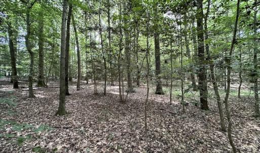 Photo #15 of 3767 Colonial Trail East , Surry, VA 5.9 acres