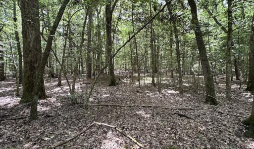 Photo #16 of 3767 Colonial Trail East , Surry, VA 5.9 acres