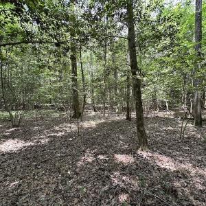 Photo #18 of 3767 Colonial Trail East , Surry, VA 5.9 acres