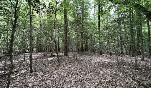Photo #21 of 3767 Colonial Trail East , Surry, VA 5.9 acres