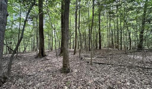 Photo #22 of 3767 Colonial Trail East , Surry, VA 5.9 acres