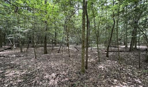 Photo #24 of 3767 Colonial Trail East , Surry, VA 5.9 acres