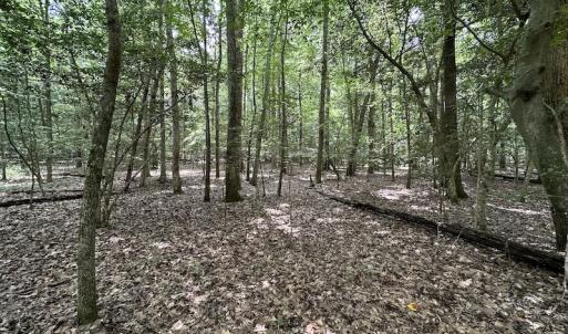 Photo #25 of 3767 Colonial Trail East , Surry, VA 5.9 acres