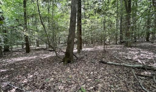 Photo #27 of 3767 Colonial Trail East , Surry, VA 5.9 acres